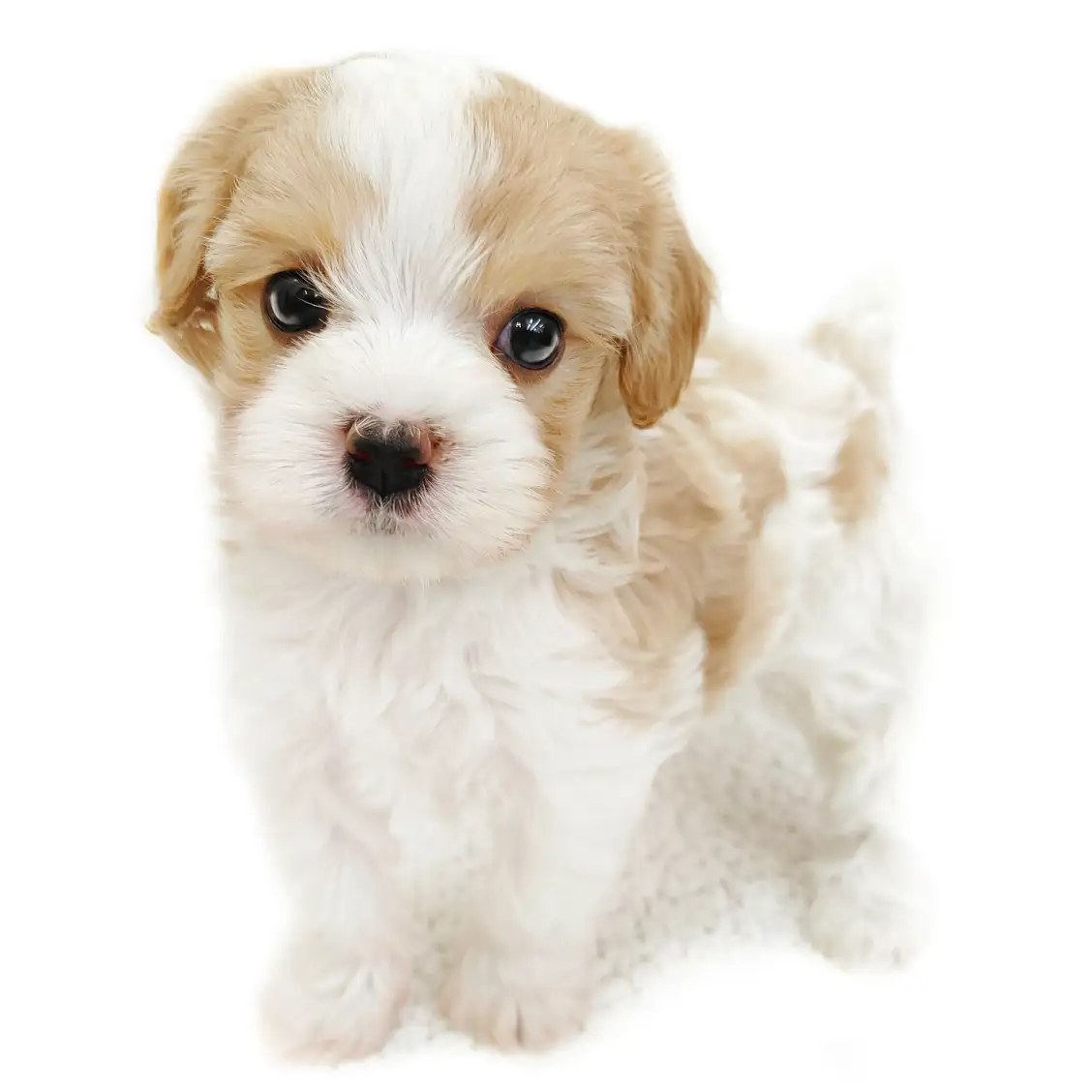 MIX(キャバリアキングチャールズスパニエル×マルチーズ)