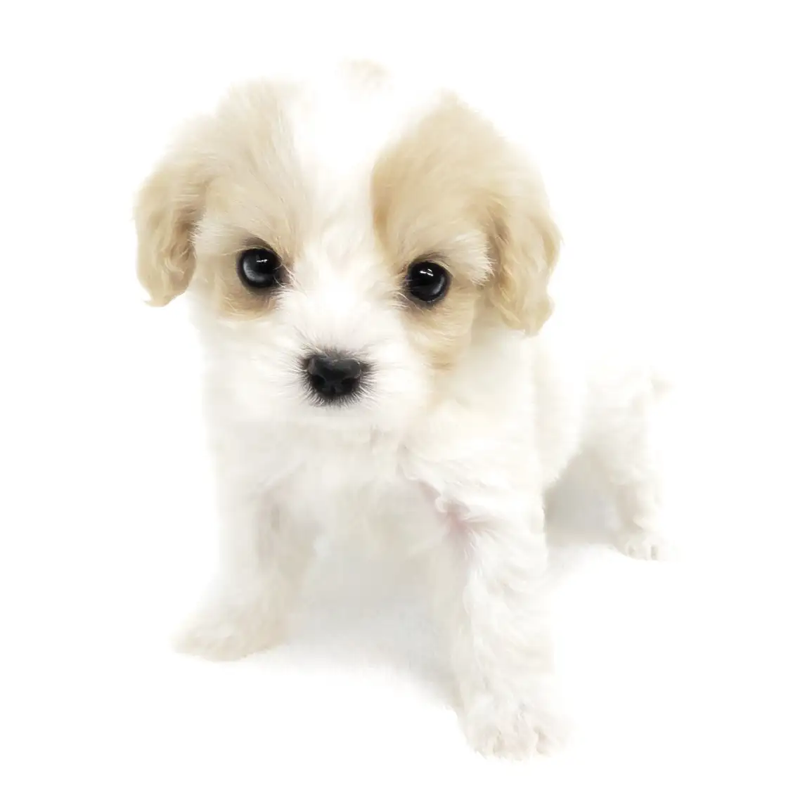 MIX(キャバリアキングチャールズスパニエル×ビションフリーゼ)