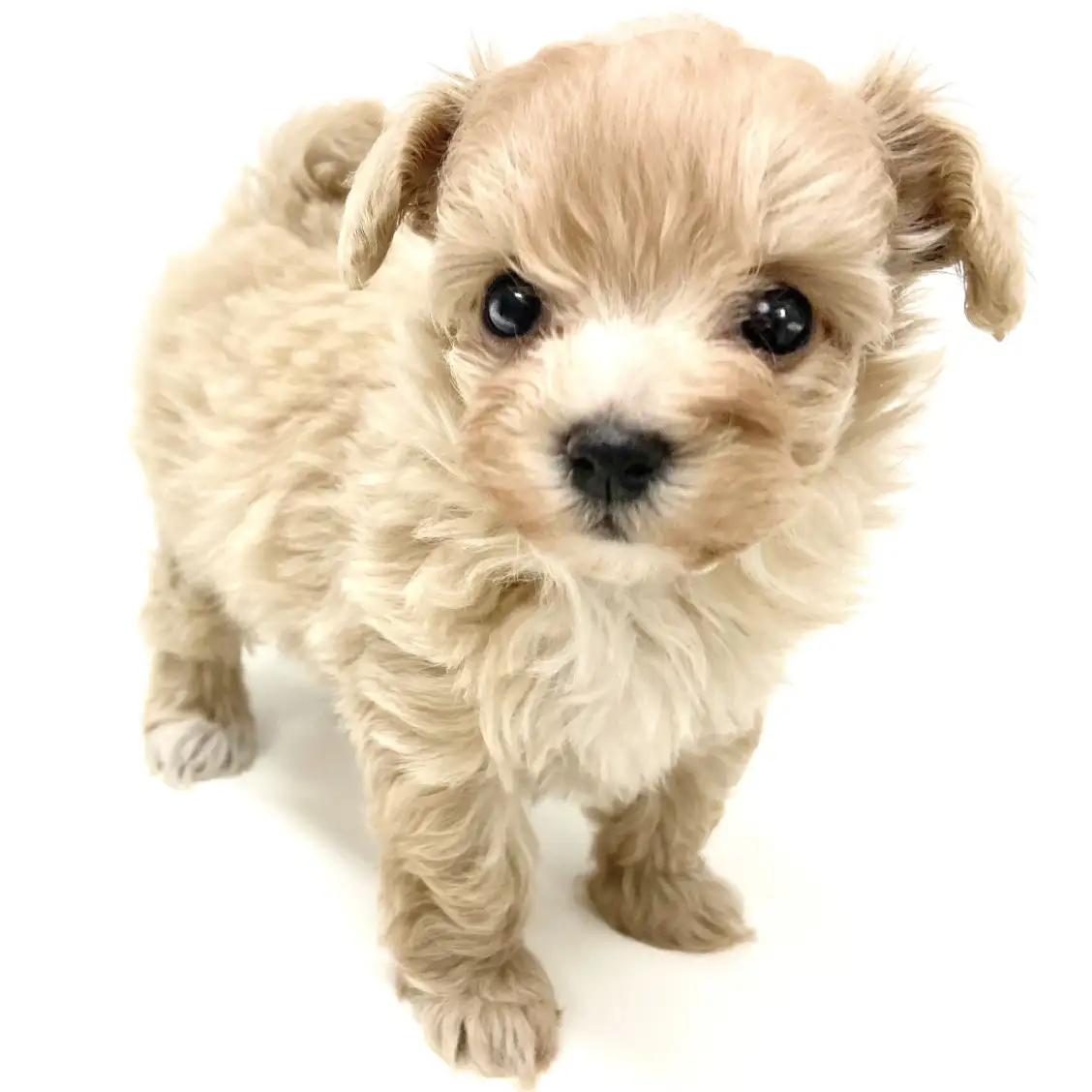 MIX(トイプードル×マルチーズ)