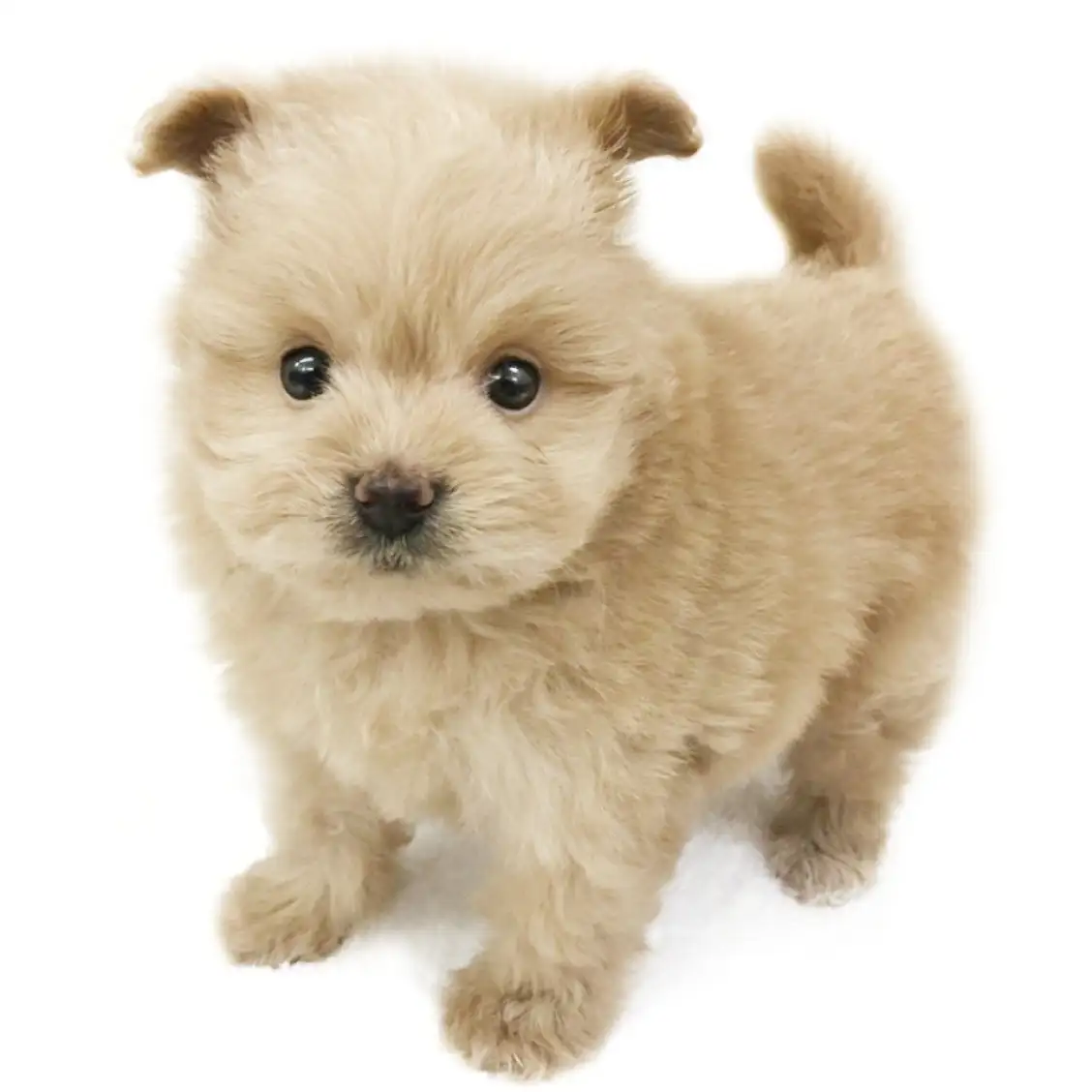 MIX(トイプードル×ポメラニアン)