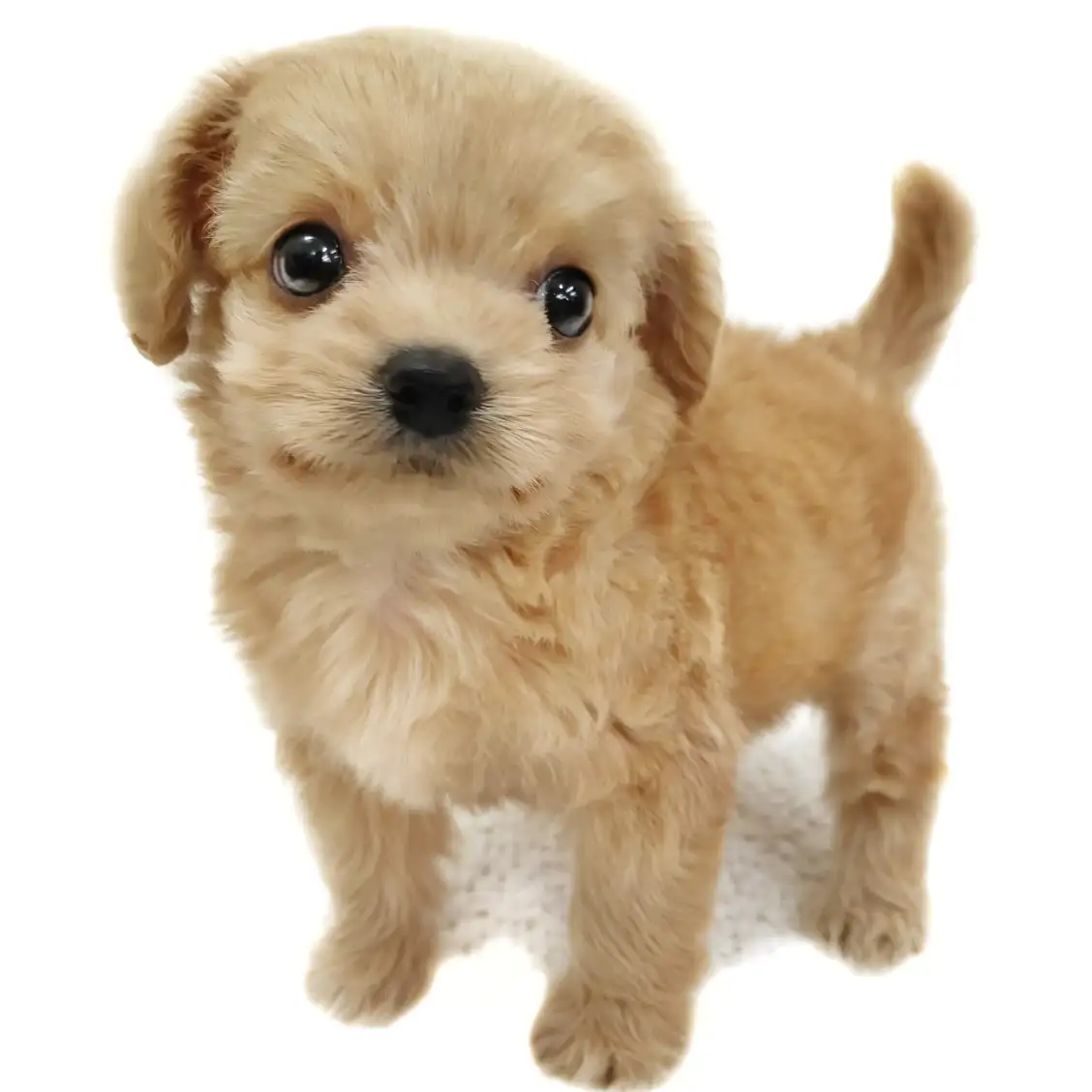 MIX(トイプードル×チワワ)