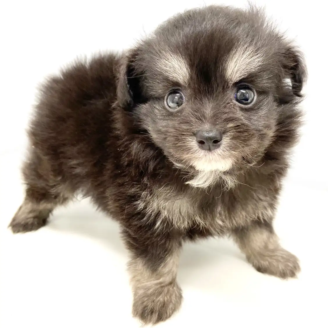 MIX(チワワ×トイプードル)