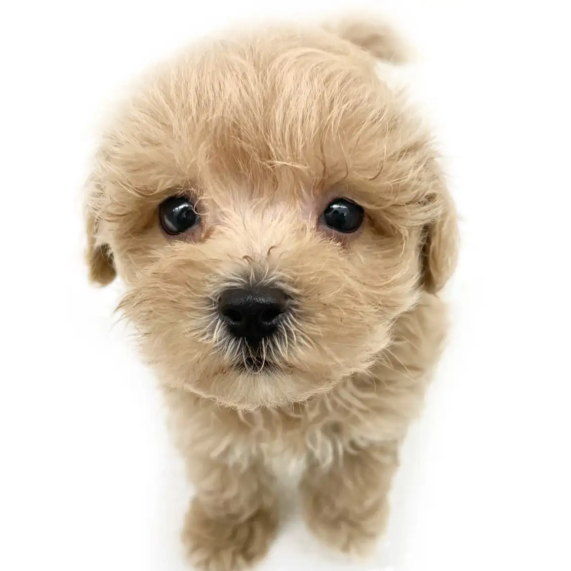 MIX(トイプードル×マルチーズ)