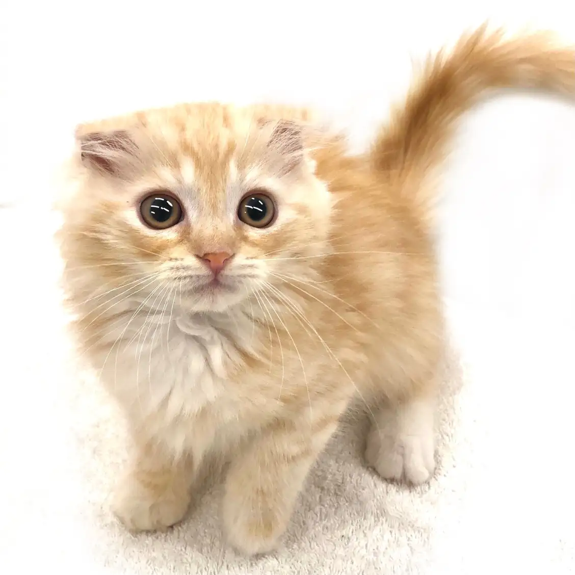 スコティッシュフォールド