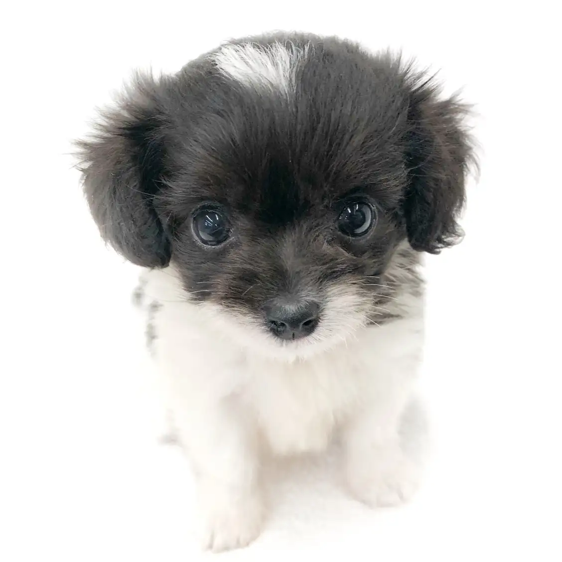 MIX(チワワ×トイプードル)