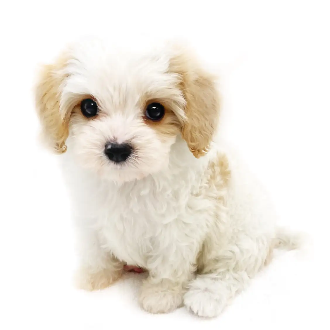 MIX(マルチーズ×キャバリアキングチャールズスパニエル)