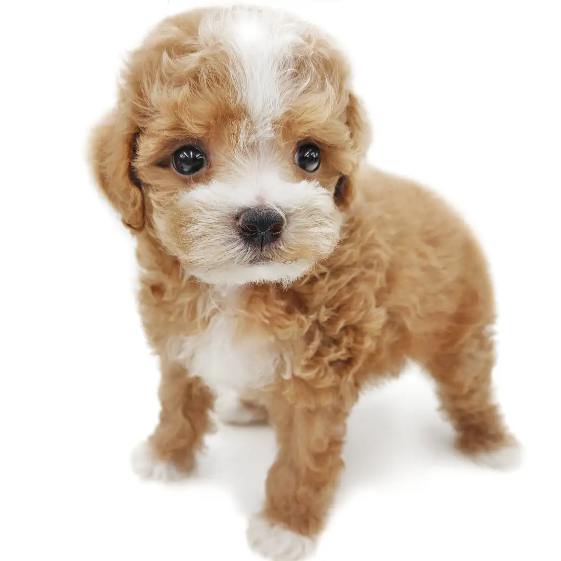 MIX(トイプードル×マルチーズ)