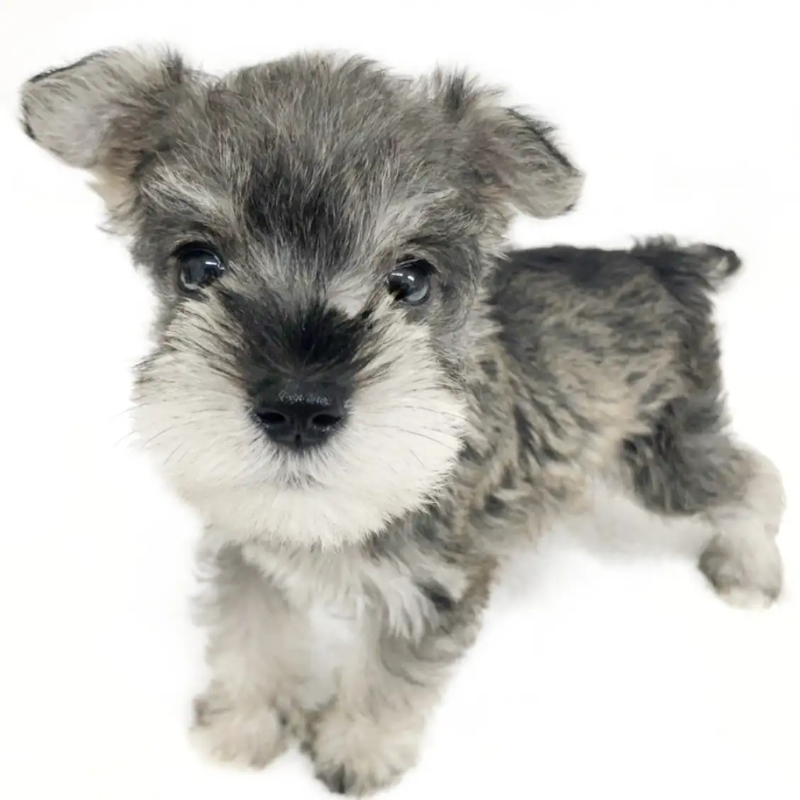 ミニチュア・シュナウザー