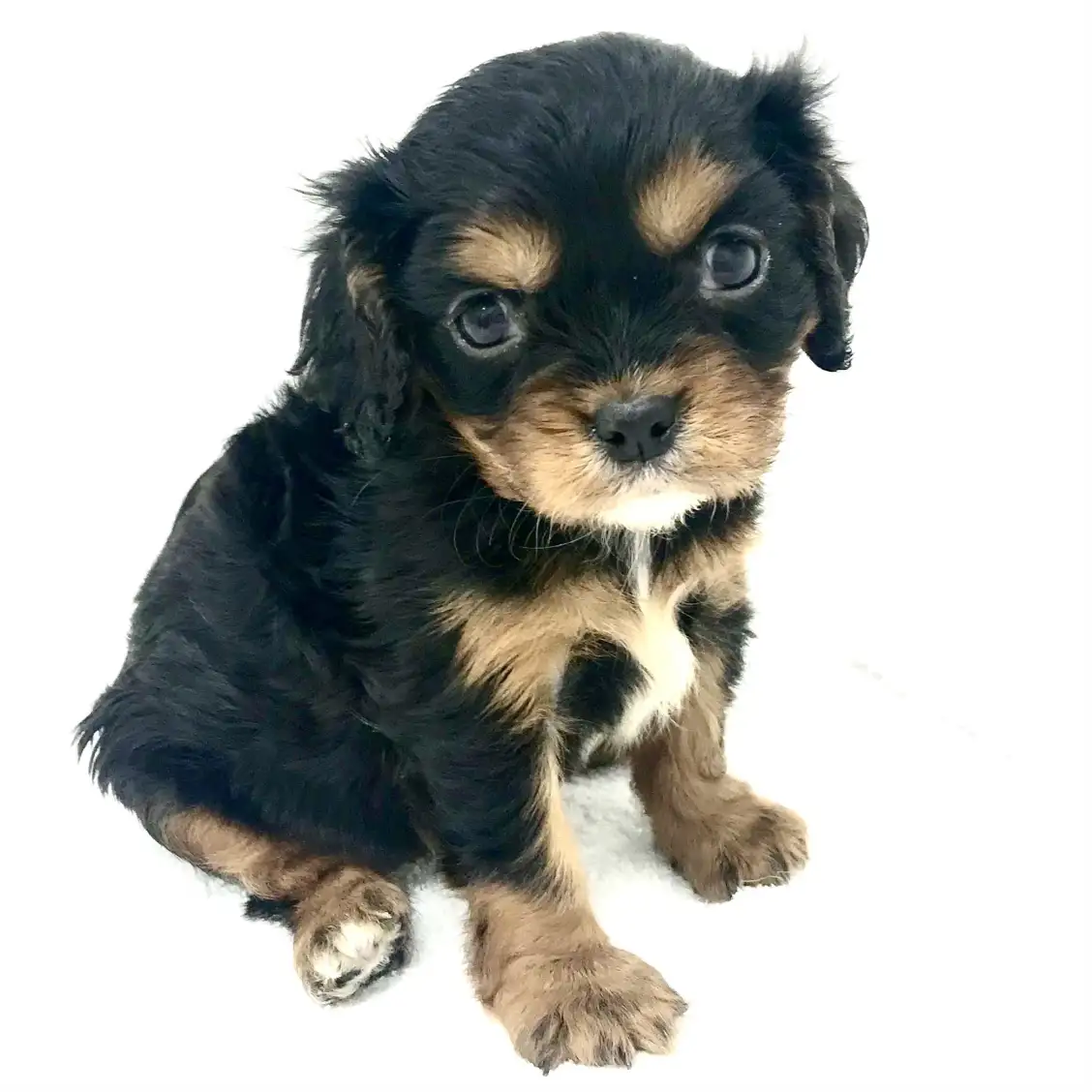 キャバリア・キングチャールズ・スパニエル