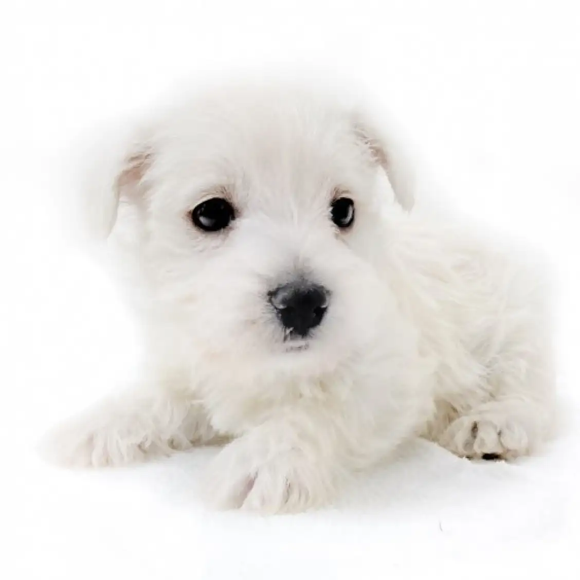 ウェストハイランドホワイトテリア