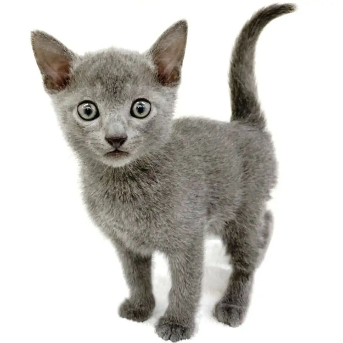 ロシアンブルー