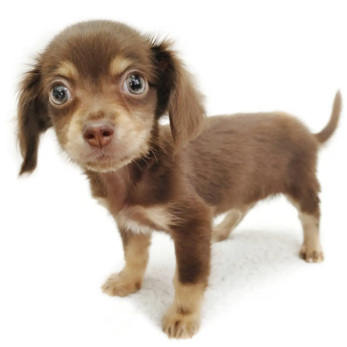 MIX（チワワ×ミニチュアダックスフント）