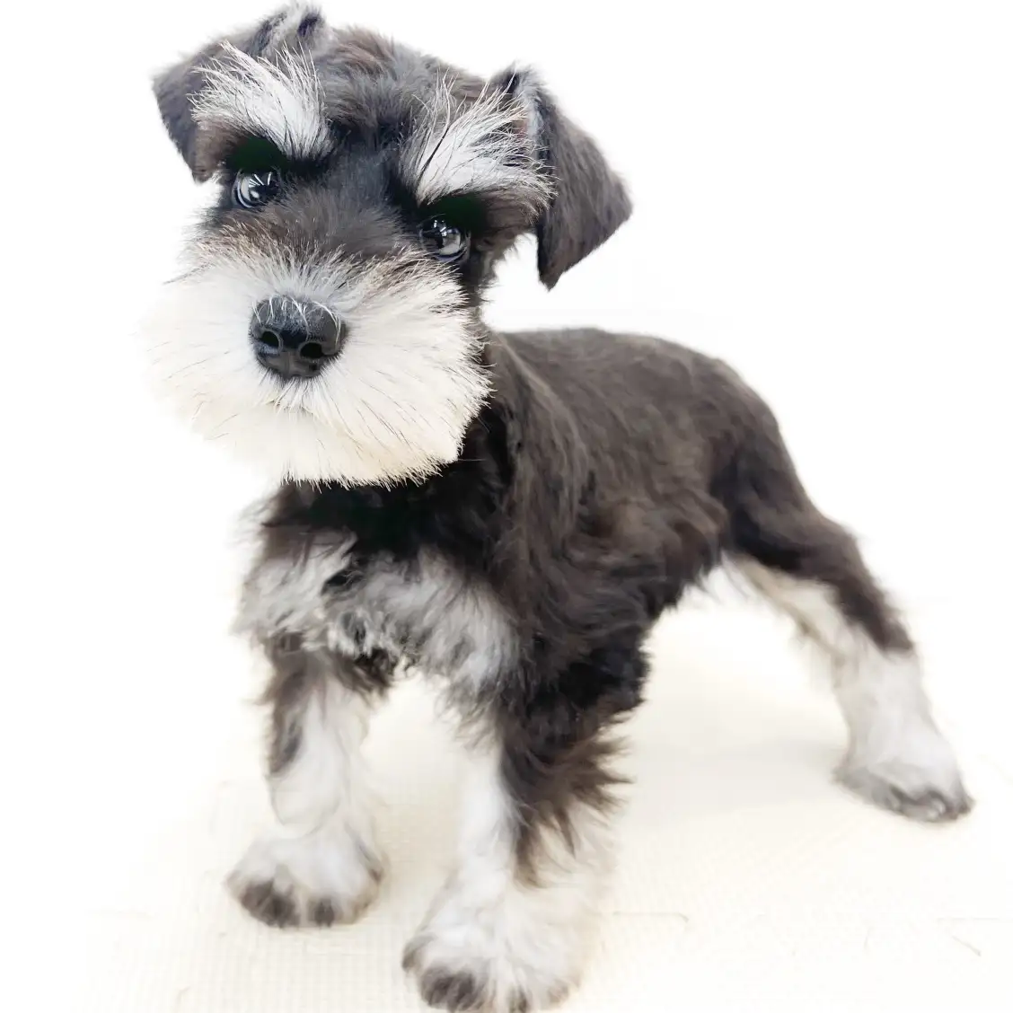 ミニチュア・シュナウザー