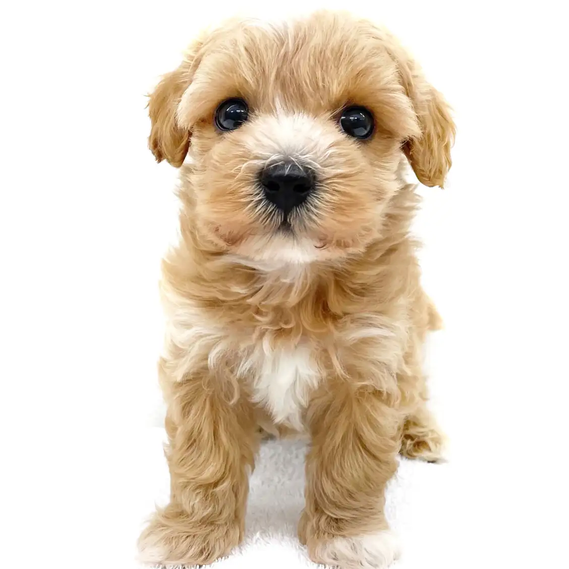 MIX(マルチーズ×トイプードル)