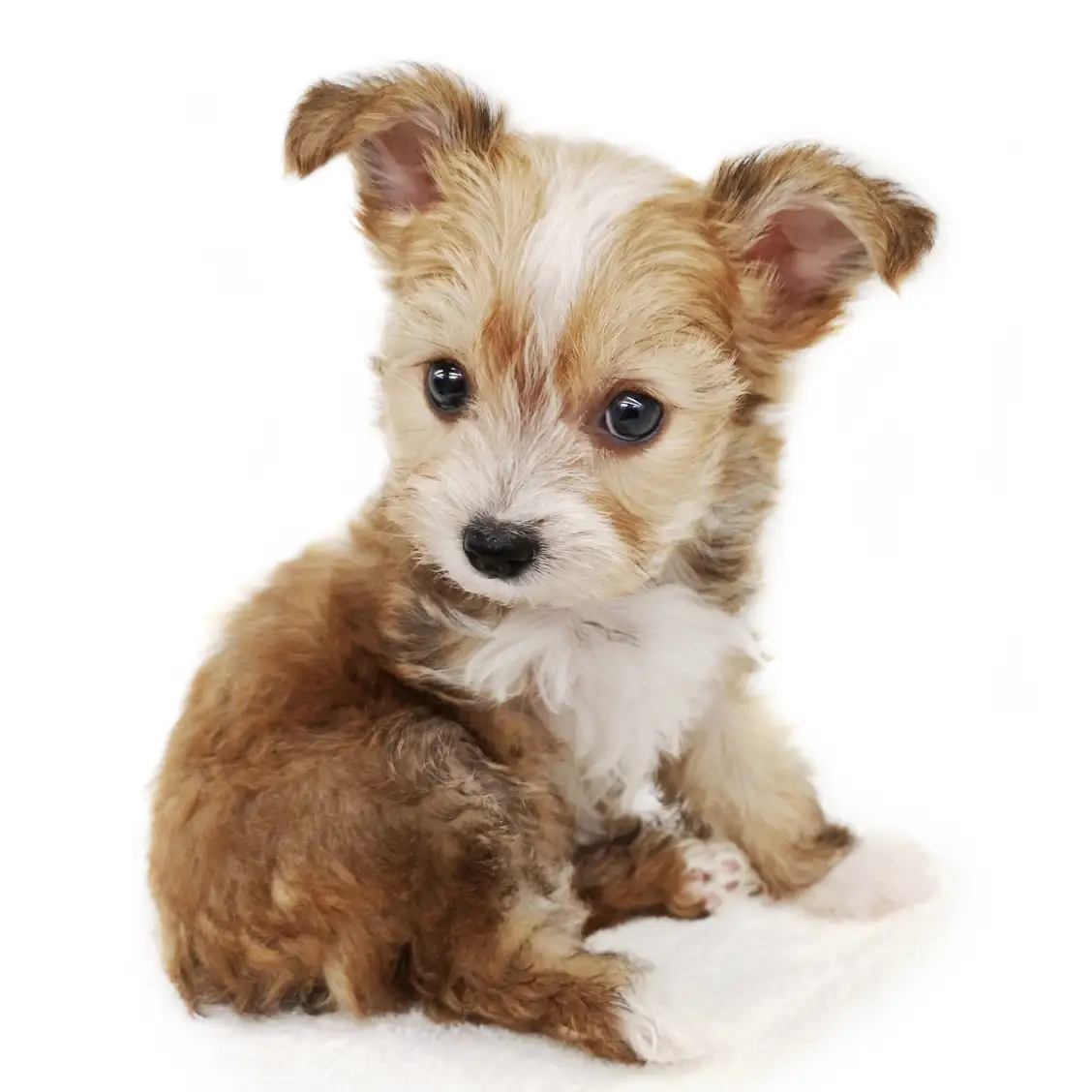 MIX（トイプードル×チワワ）