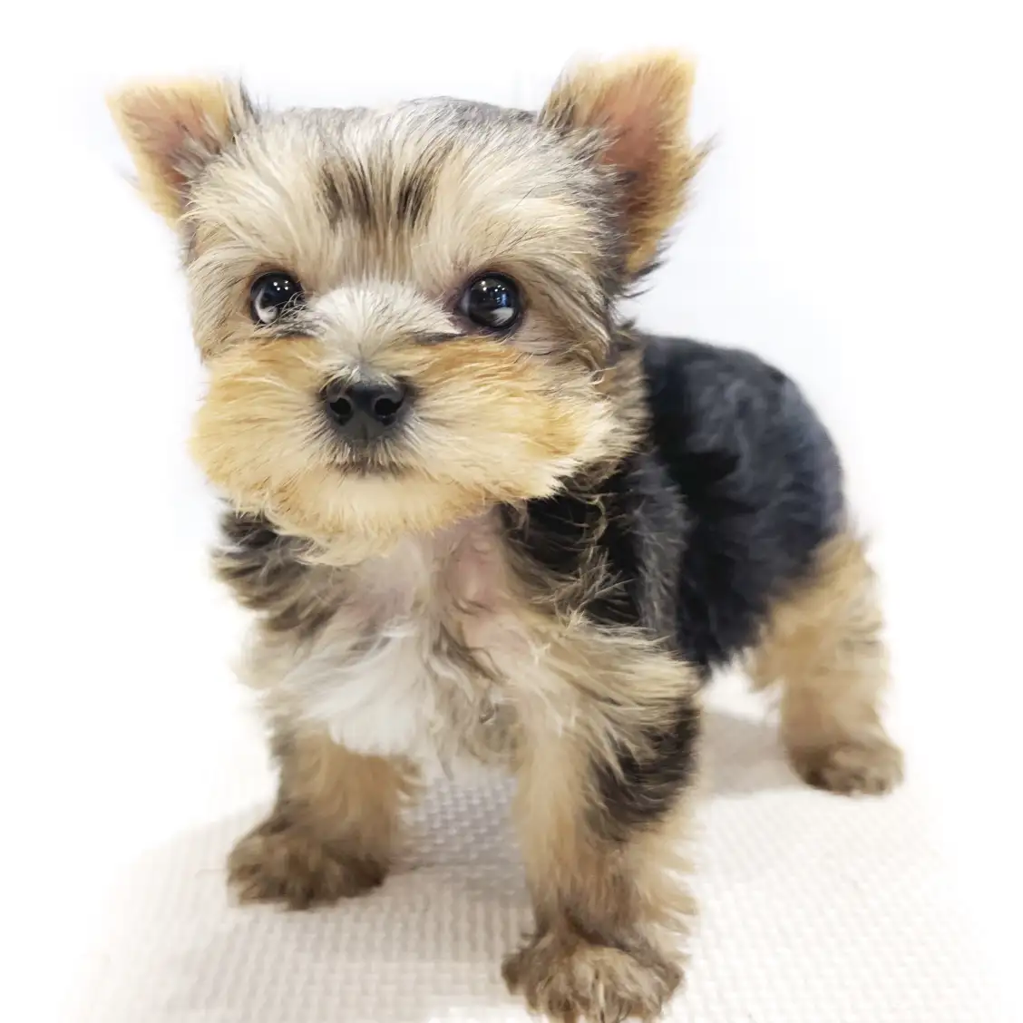 ヨークシャーテリア