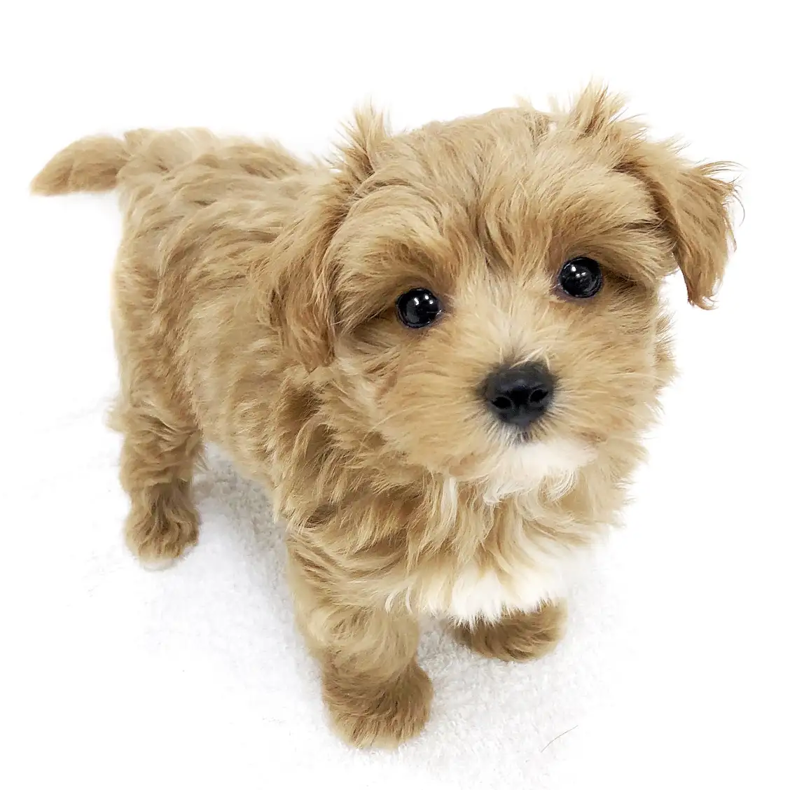 MIX(トイプードル×マルチーズ)