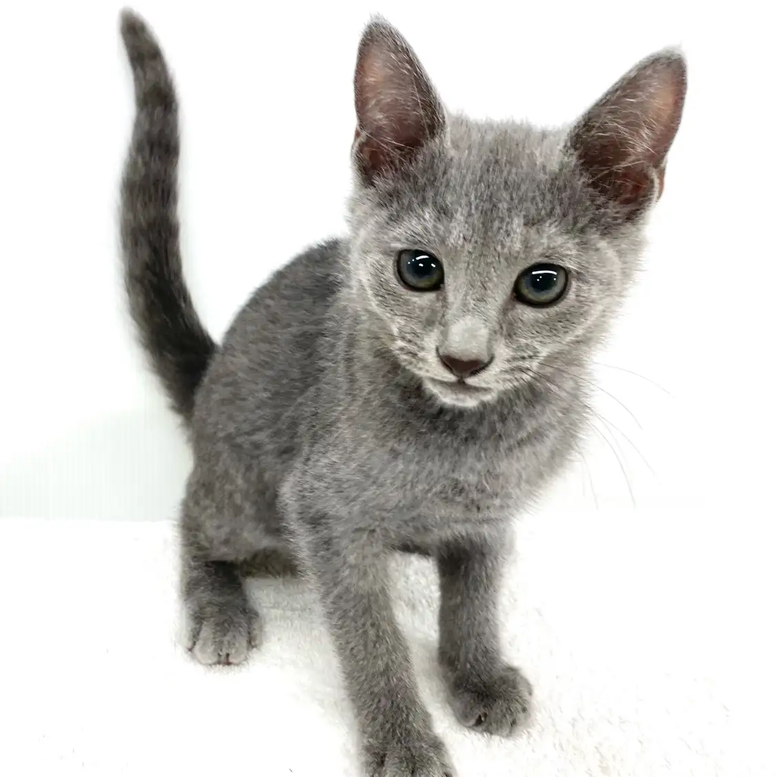 ロシアンブルー