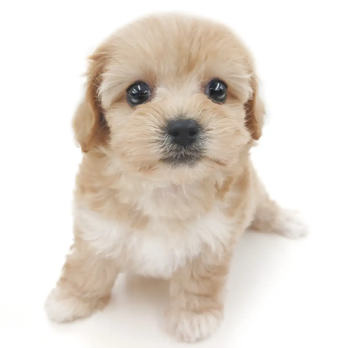 MIX(トイプードル×マルチーズ)