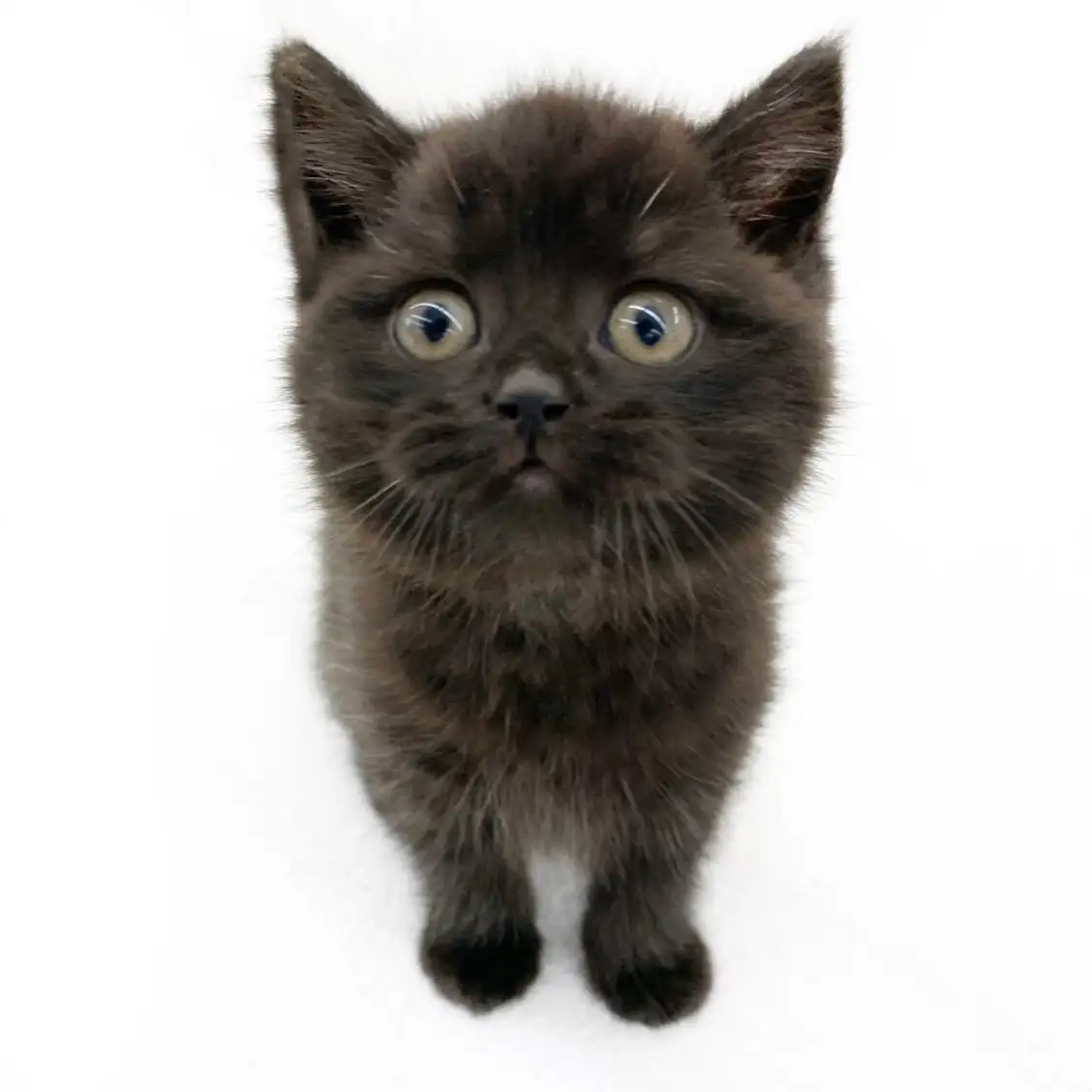 スコティッシュフォールド