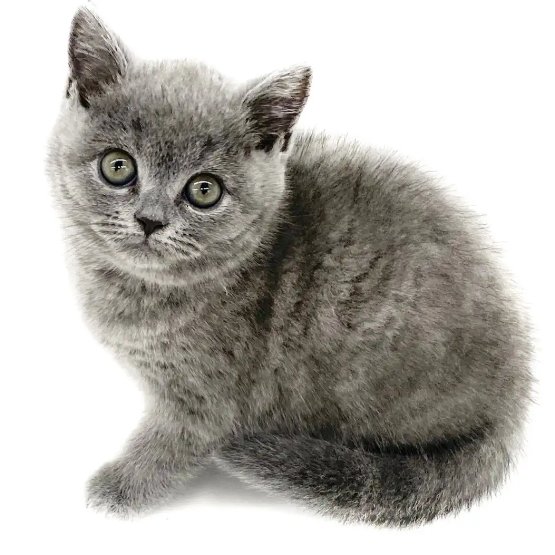 ブリティッシュショートヘア