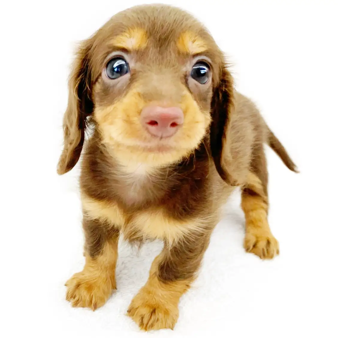 カニンヘン・ダックスフント