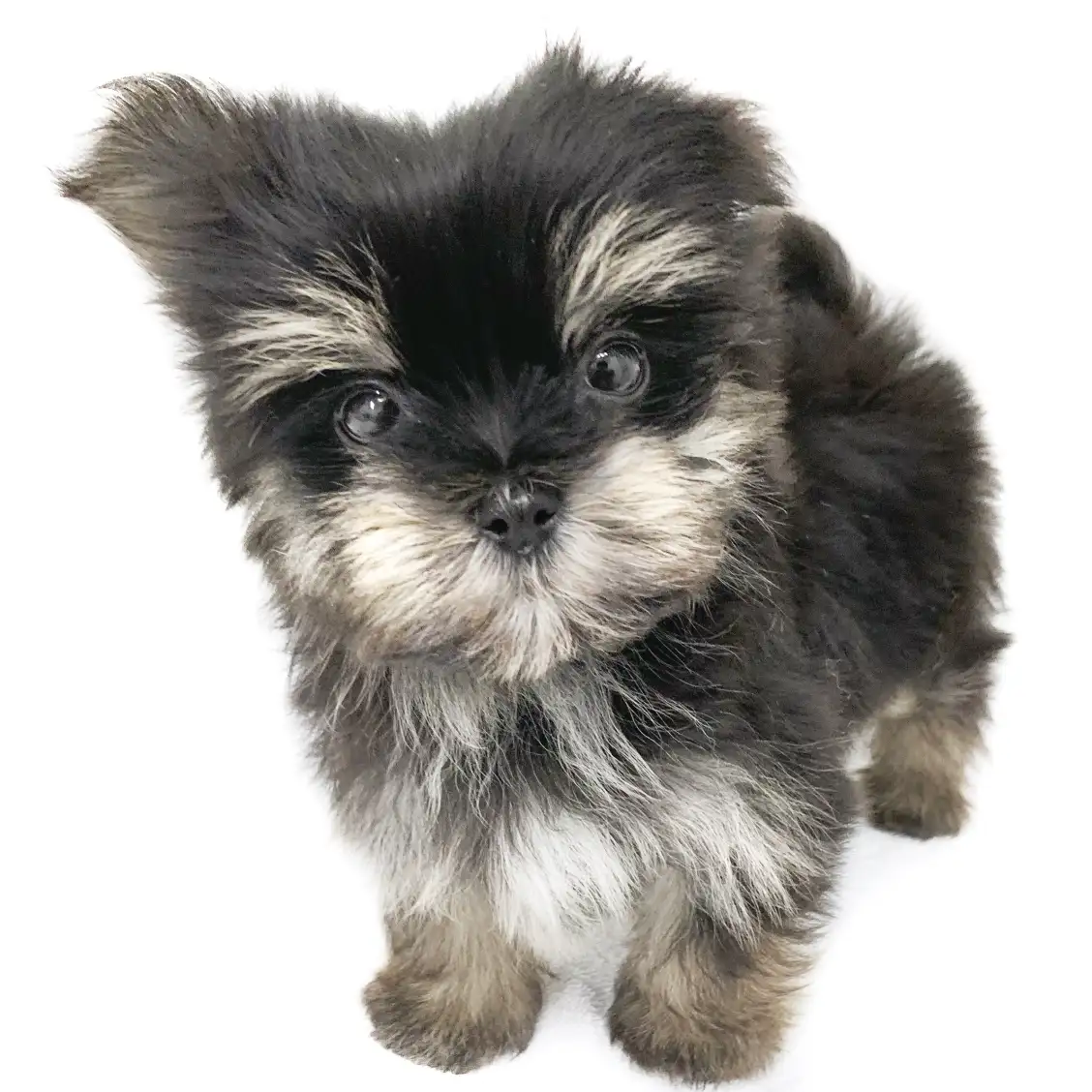 MIX(マルチーズ×ヨークシャーテリア)