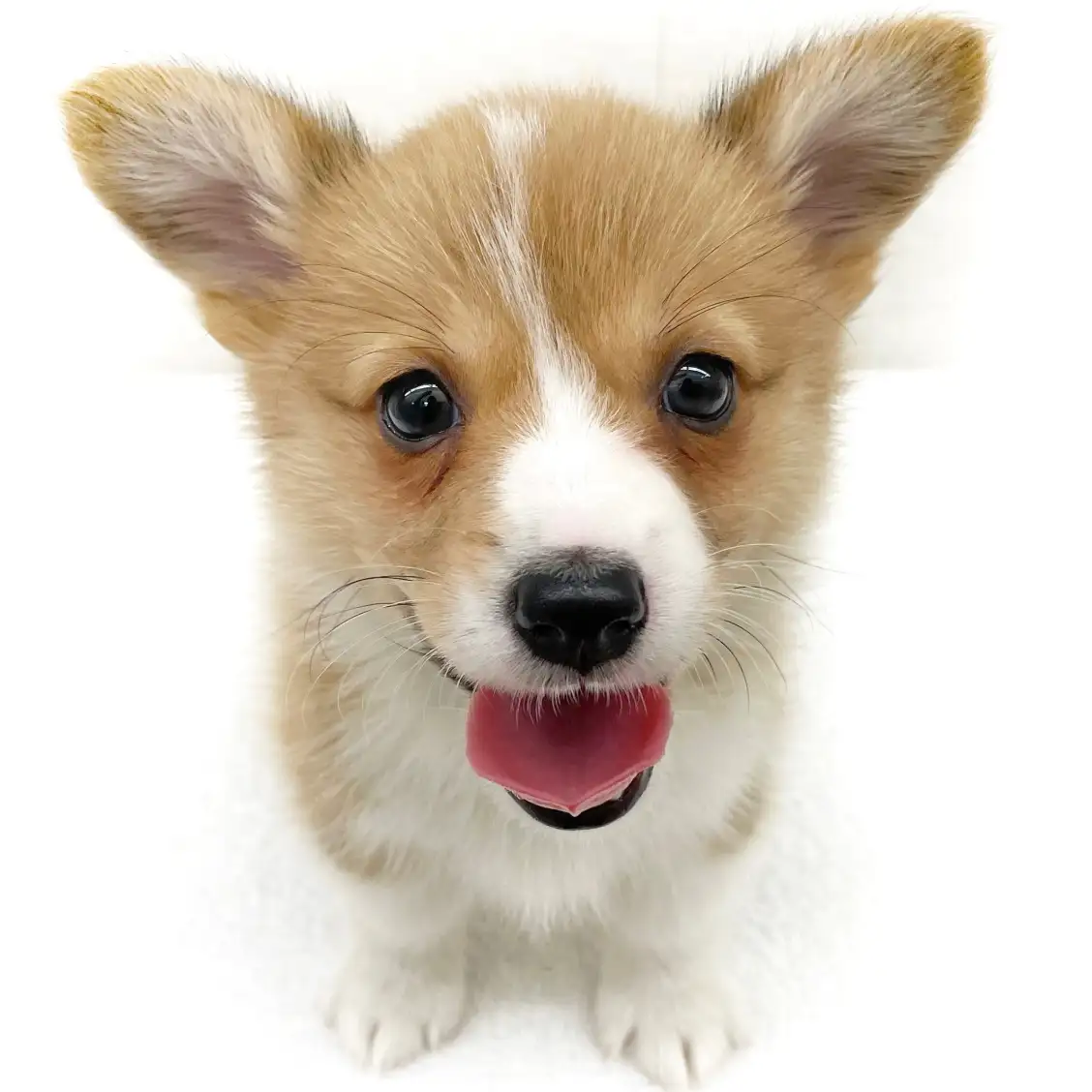 ウェルシュコーギーペンブローク