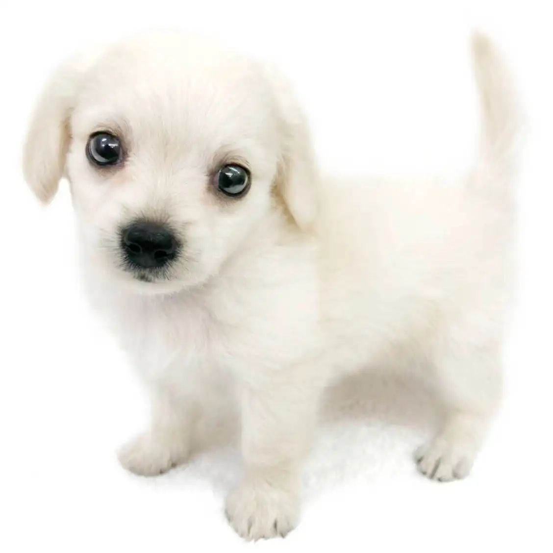 MIX(チワワ×ミニチュアダックスフント)