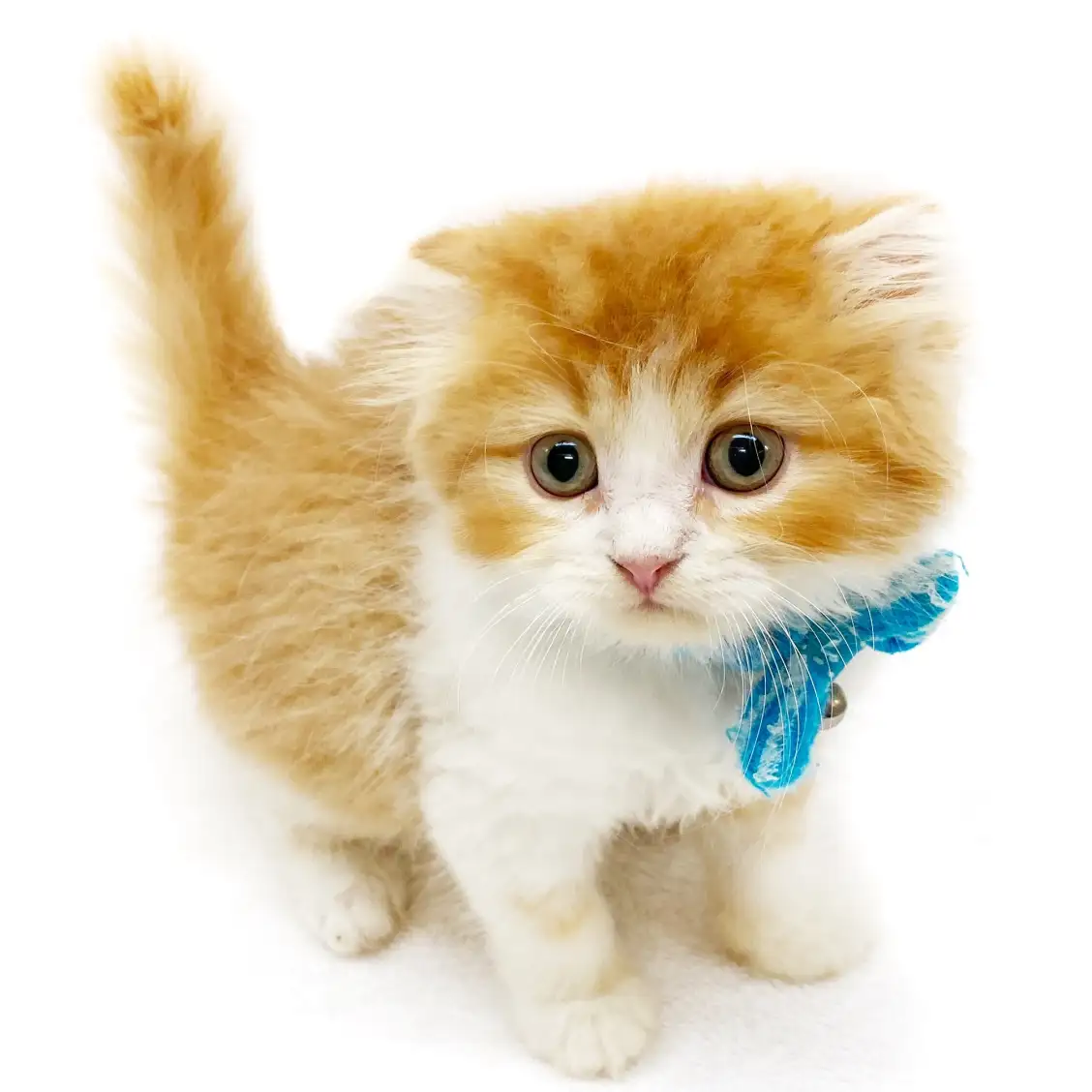 スコティッシュフォールド