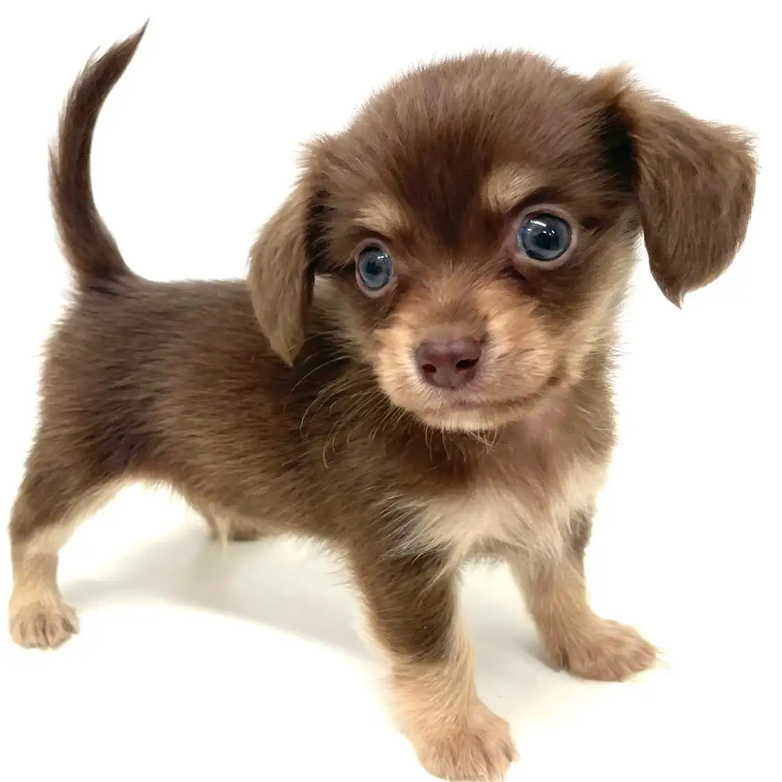 MIX(チワワ×ミニチュアダックスフント)