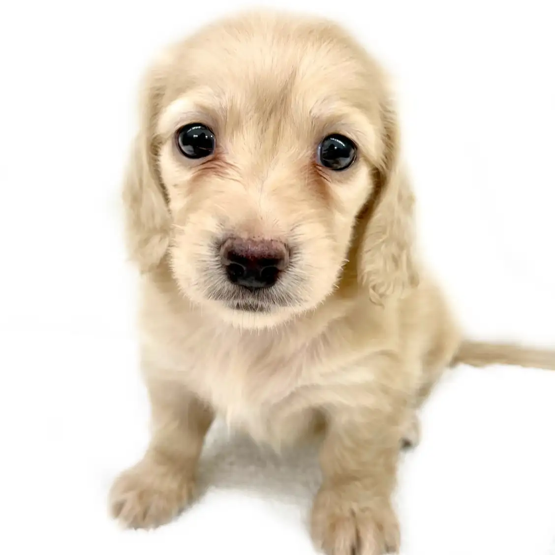 カニンヘン・ダックスフント