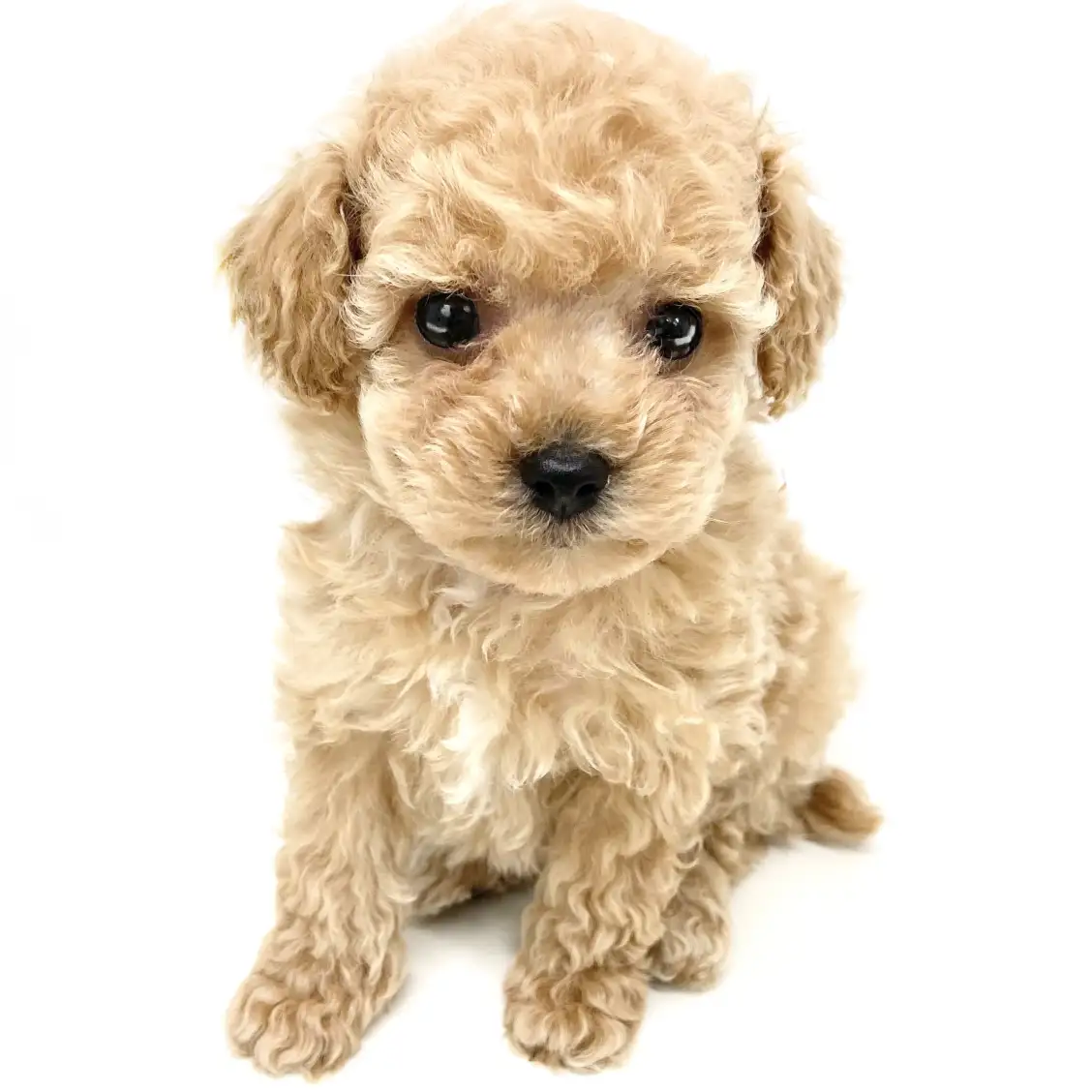 トイ・プードル