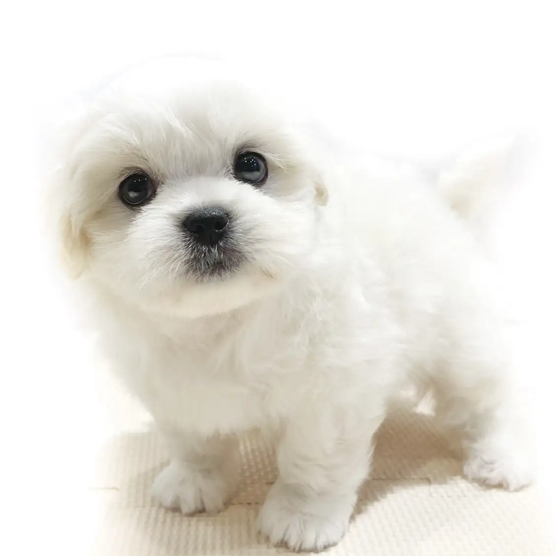 MIX(マルチーズ×ペキニーズ)