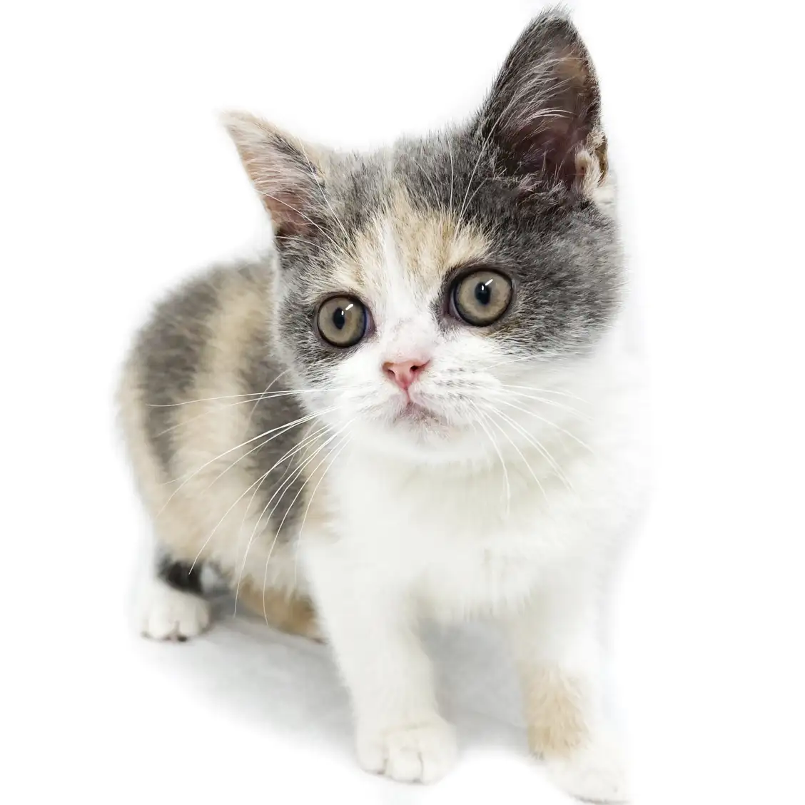 ブリティッシュショートヘア