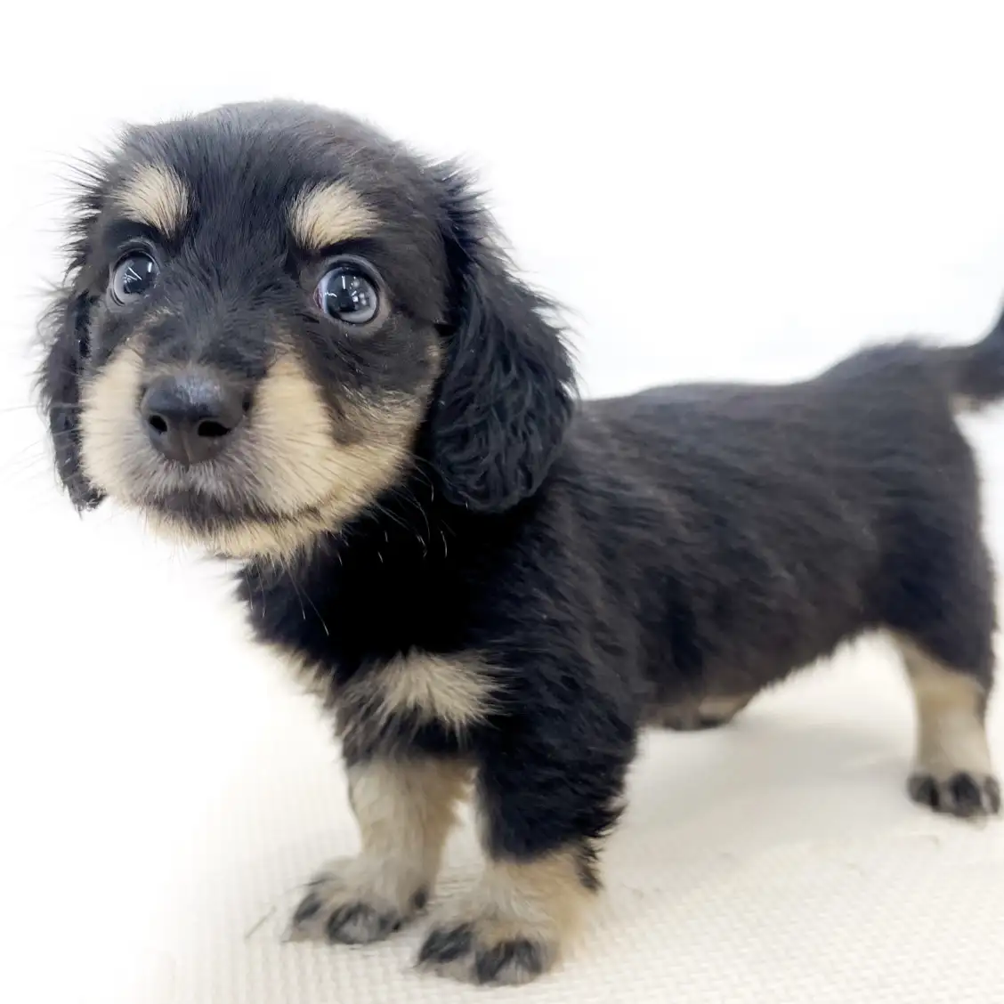 カニンヘン・ダックスフント