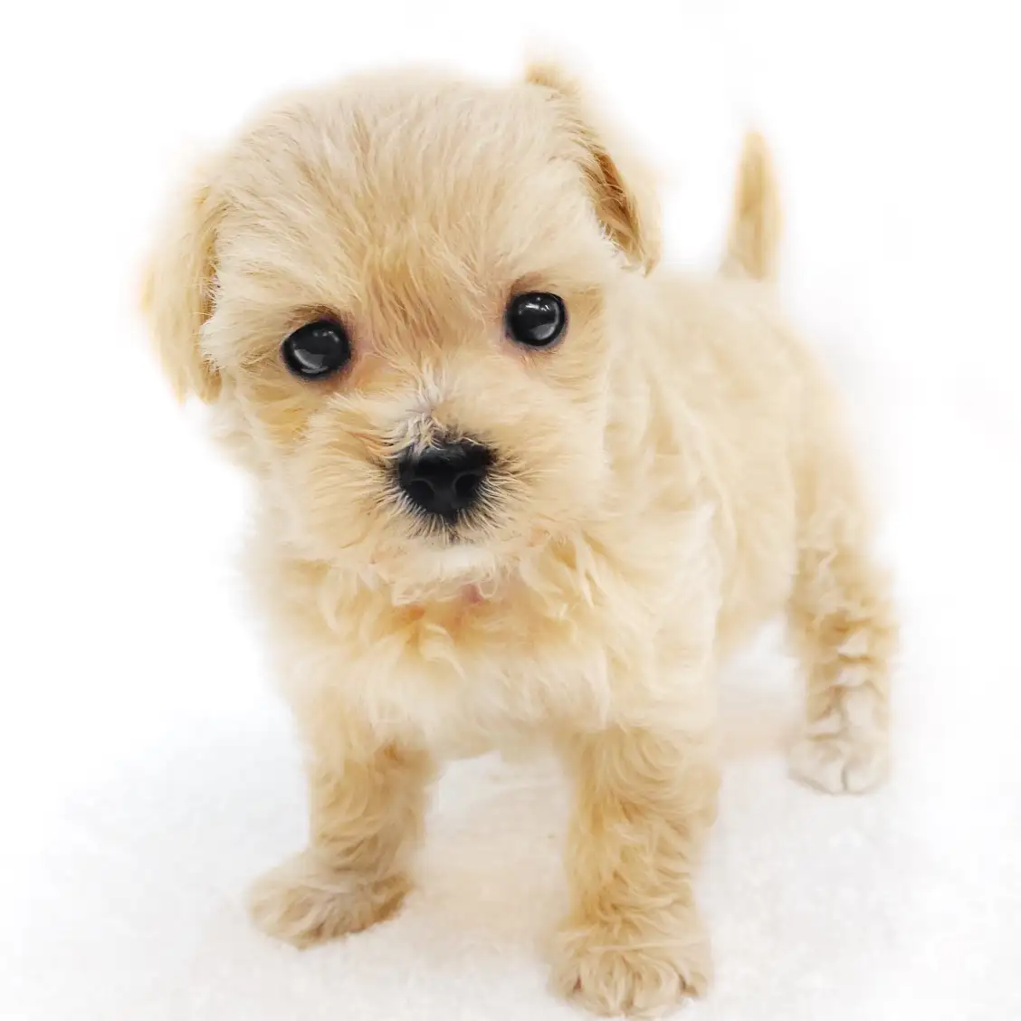 MIX(トイプードル×マルチーズ)