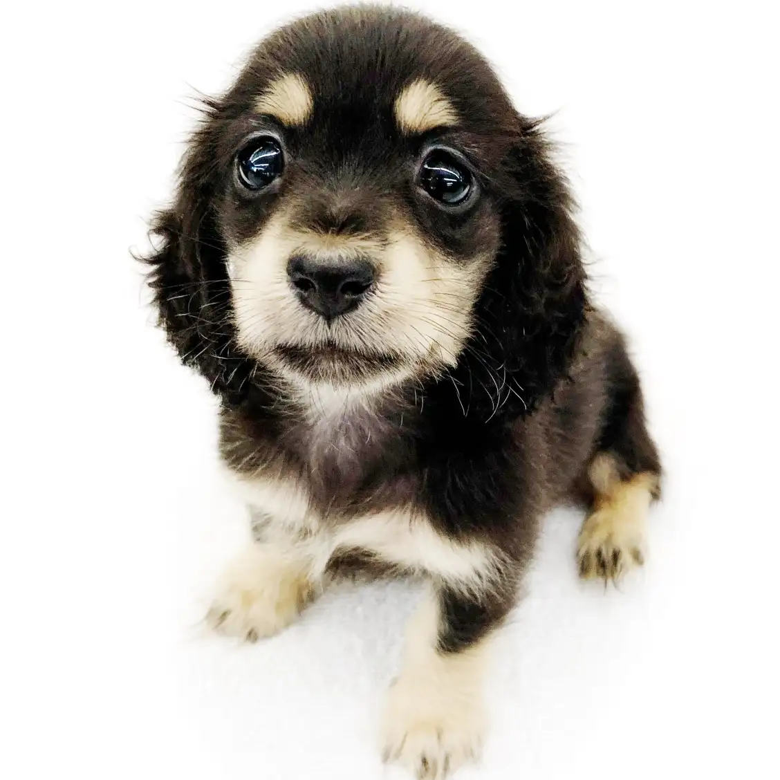 カニンヘン・ダックスフント