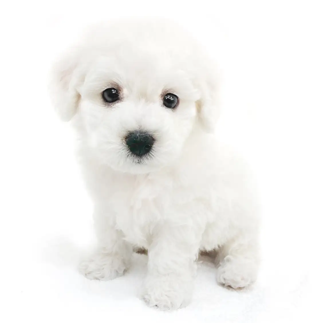 ビションフリーゼ