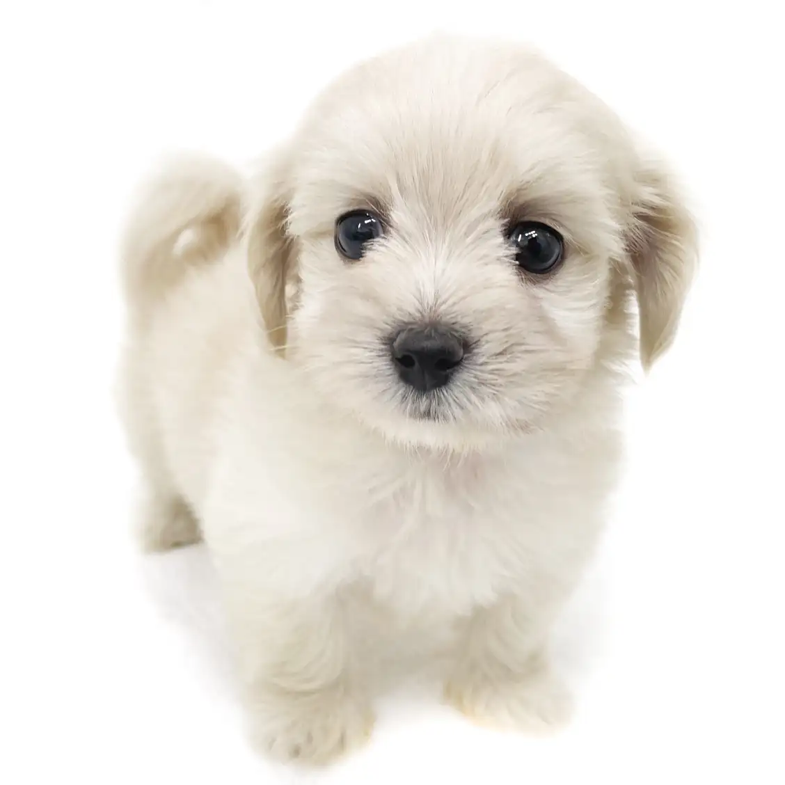 MIX（マルチーズ×ミニチュアダックスフント）