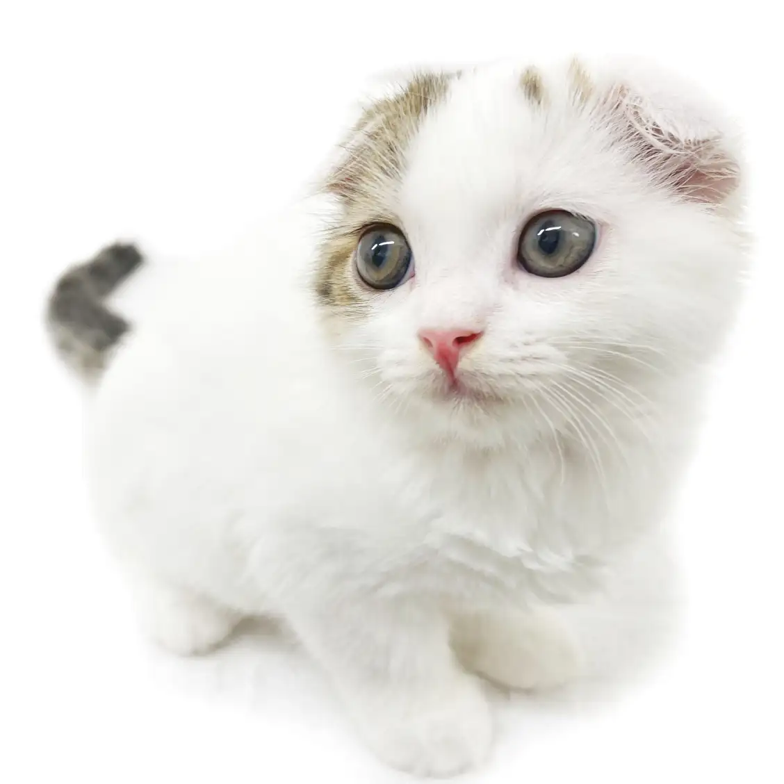 スコティッシュフォールド