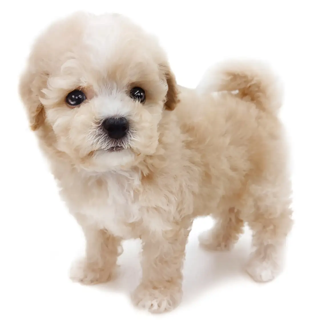 MIX(トイプードル×マルチーズ)