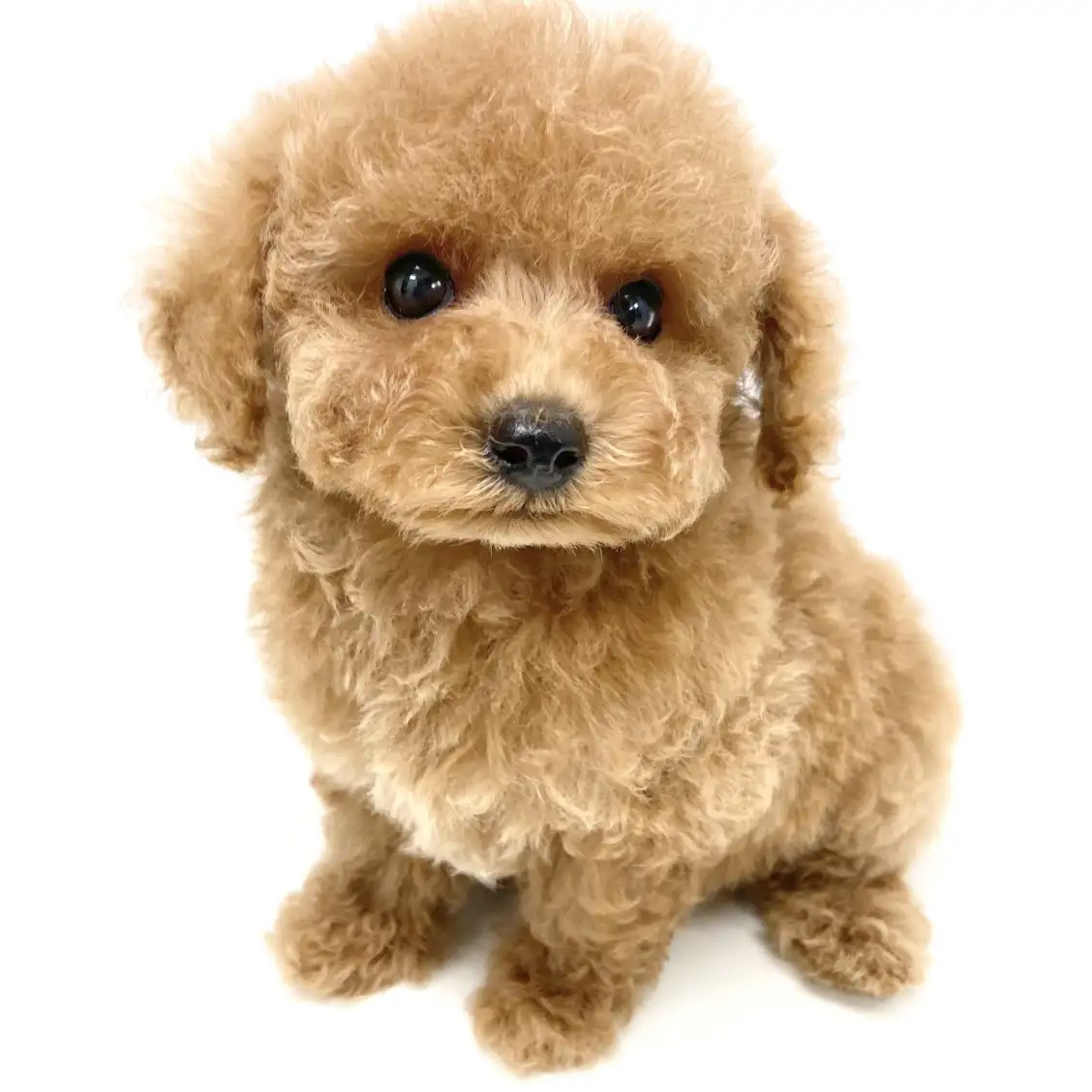 トイ・プードル