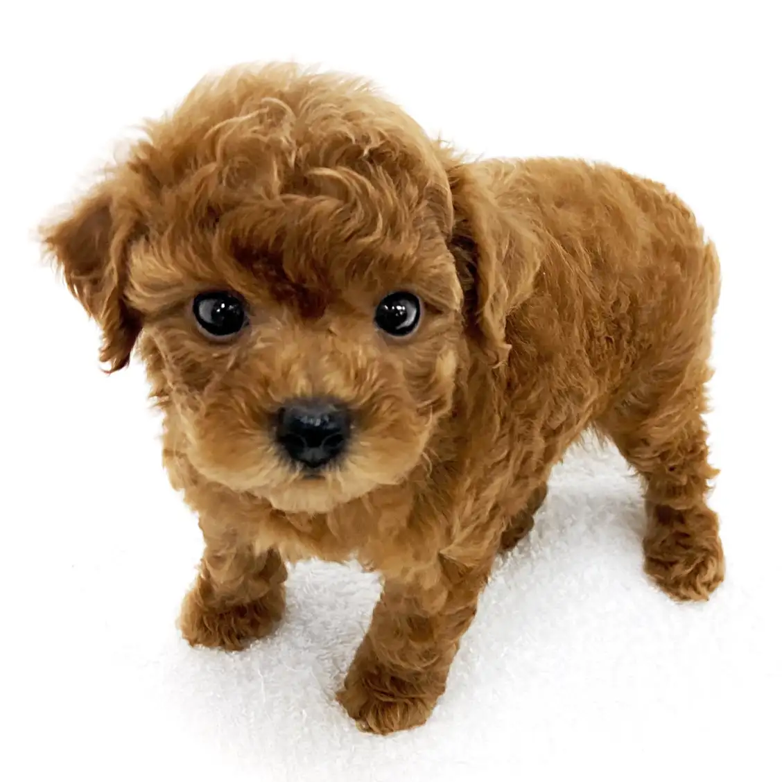 トイ・プードル