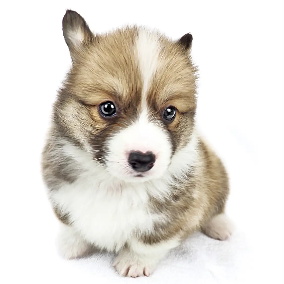 ウェルシュコーギーペンブローク