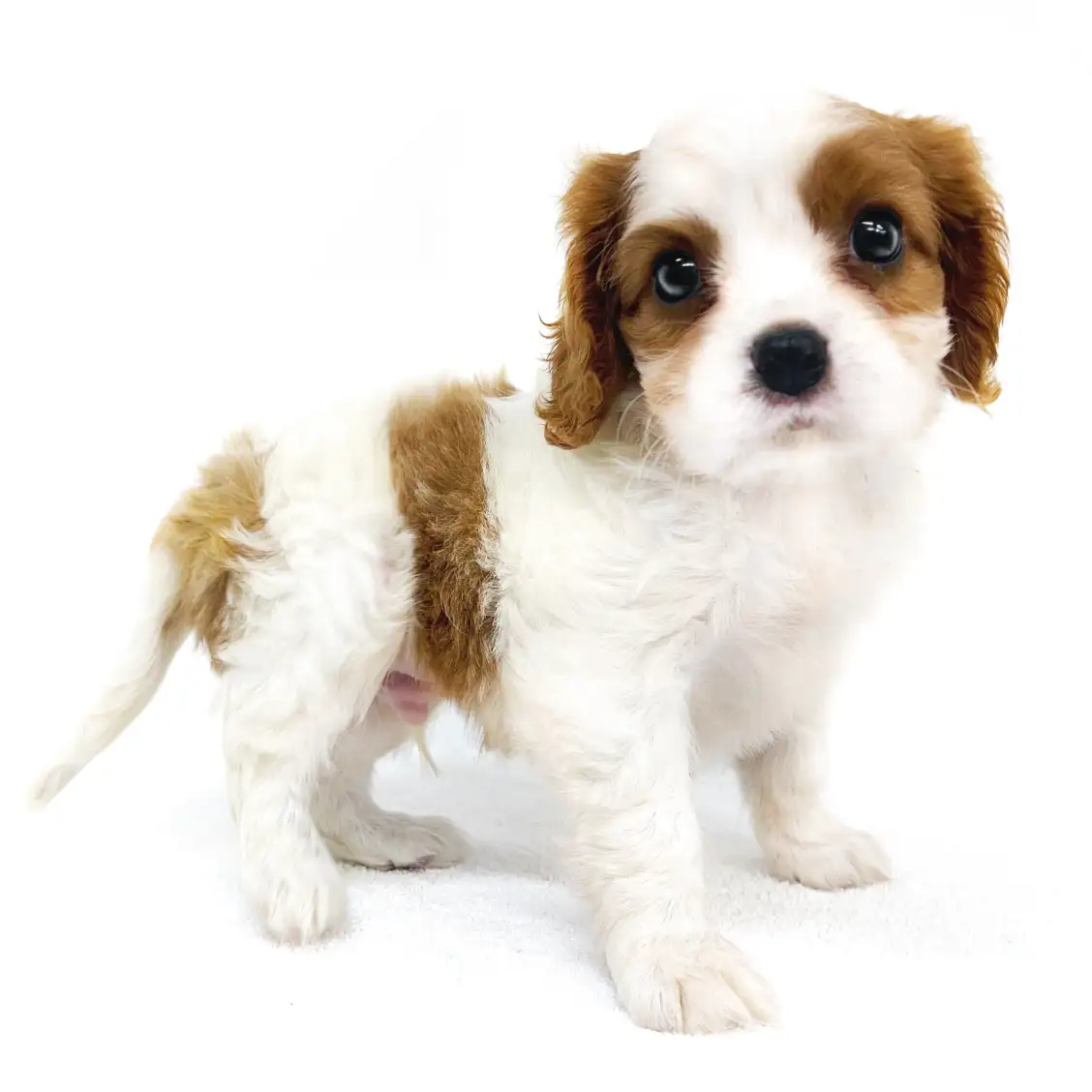 キャバリア・キングチャールズ・スパニエル