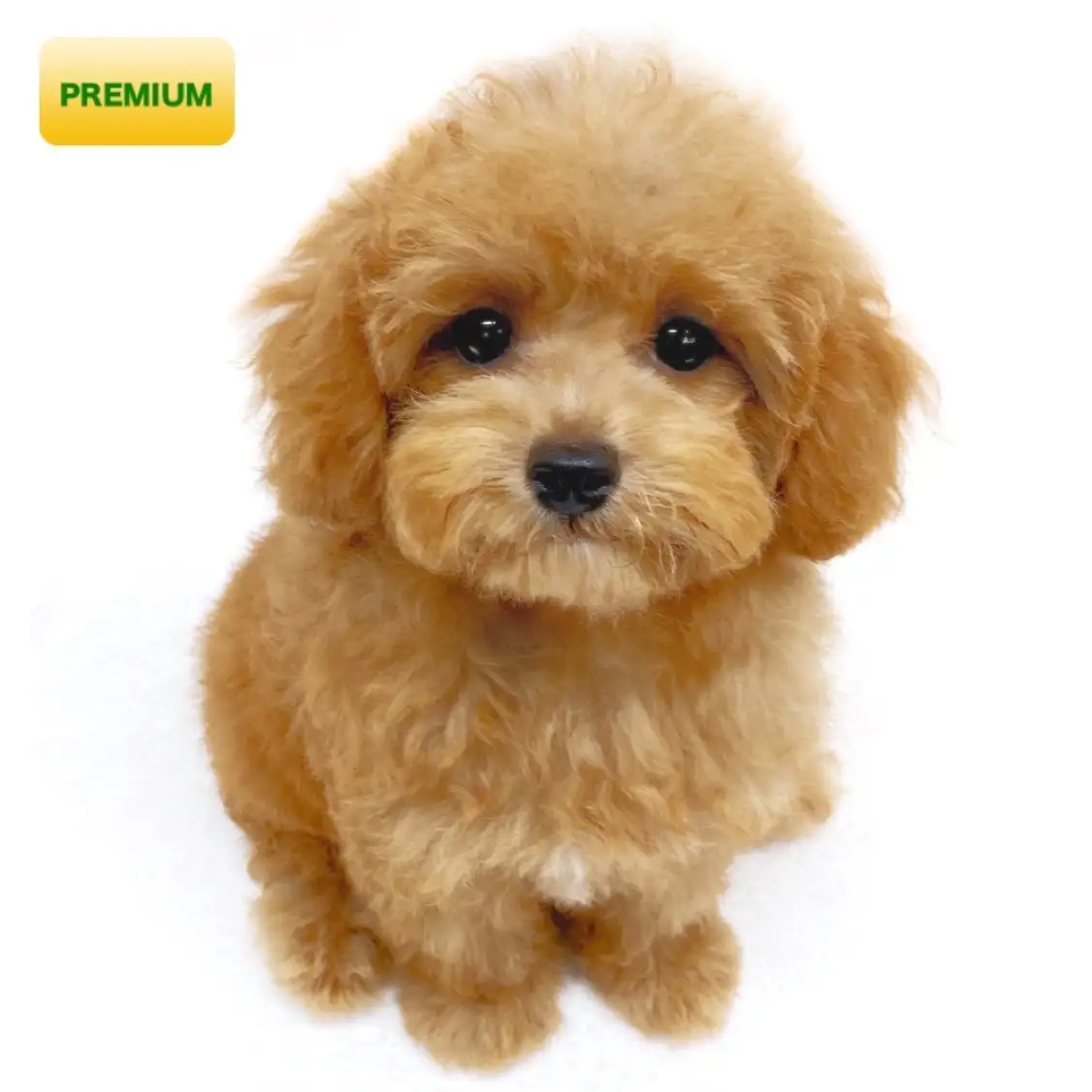 トイ・プードル