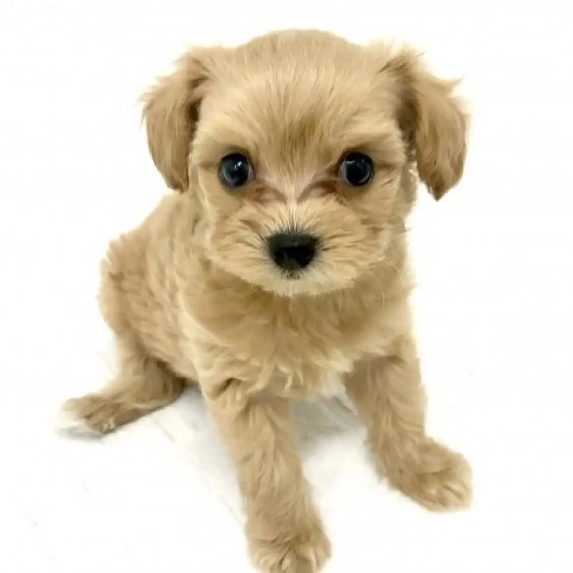 MIX(チワワ×トイプードル)