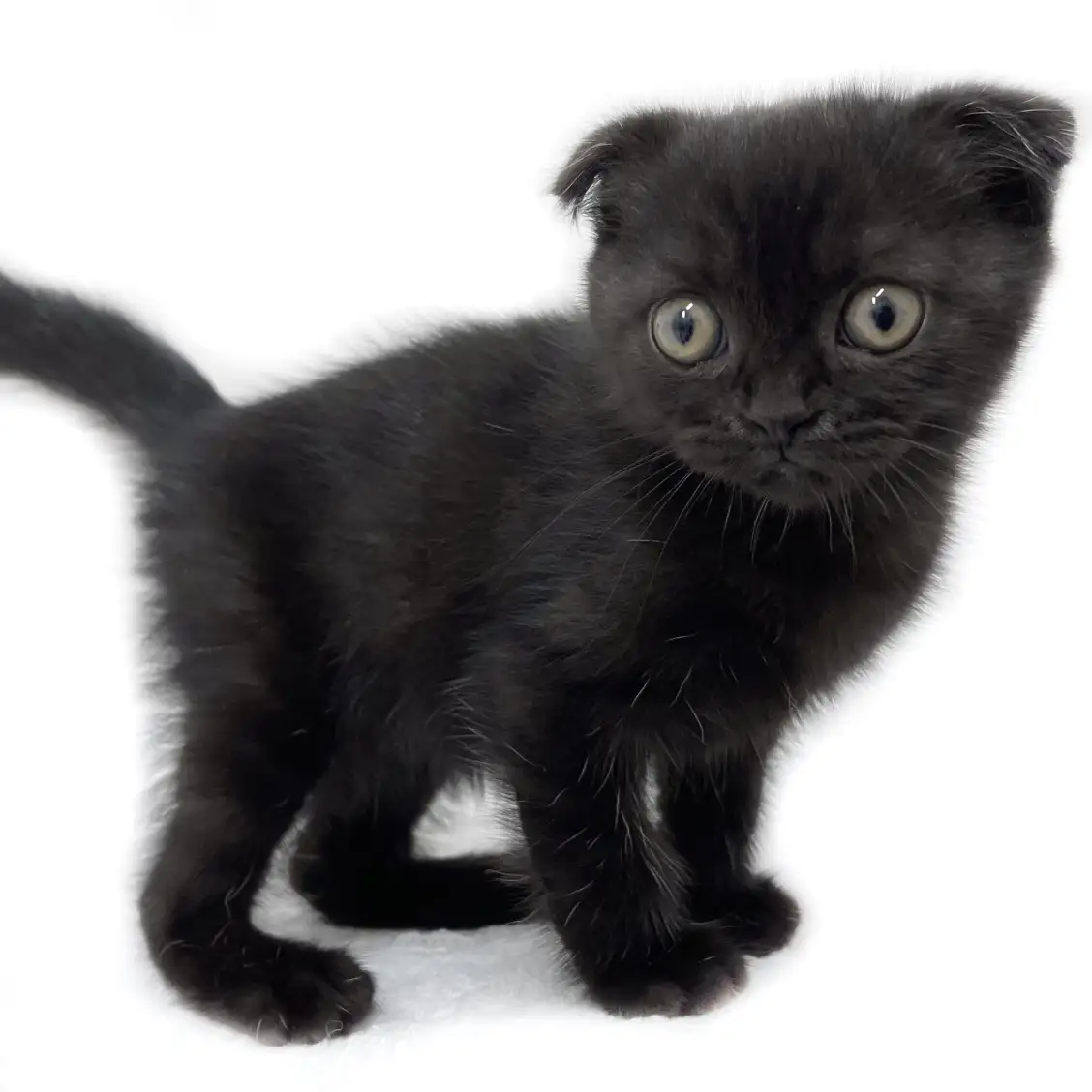 スコティッシュフォールド