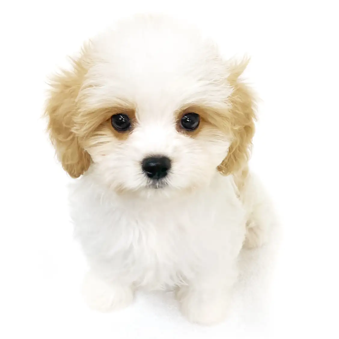 MIX(マルチーズ×キャバリアキングチャールズスパニエル)